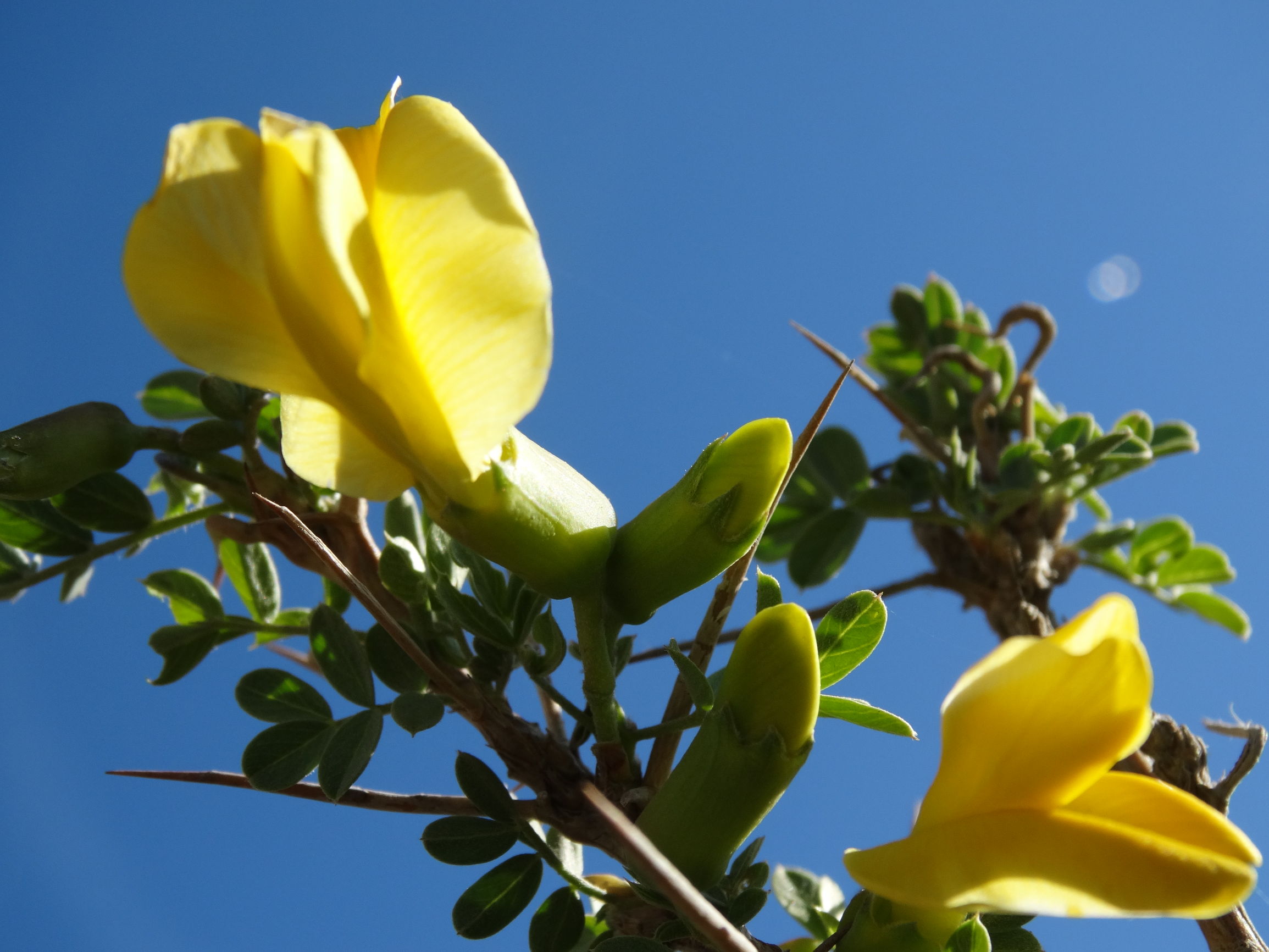 骆驼刺花的功效和作用(关于骆驼刺花的全面解析)