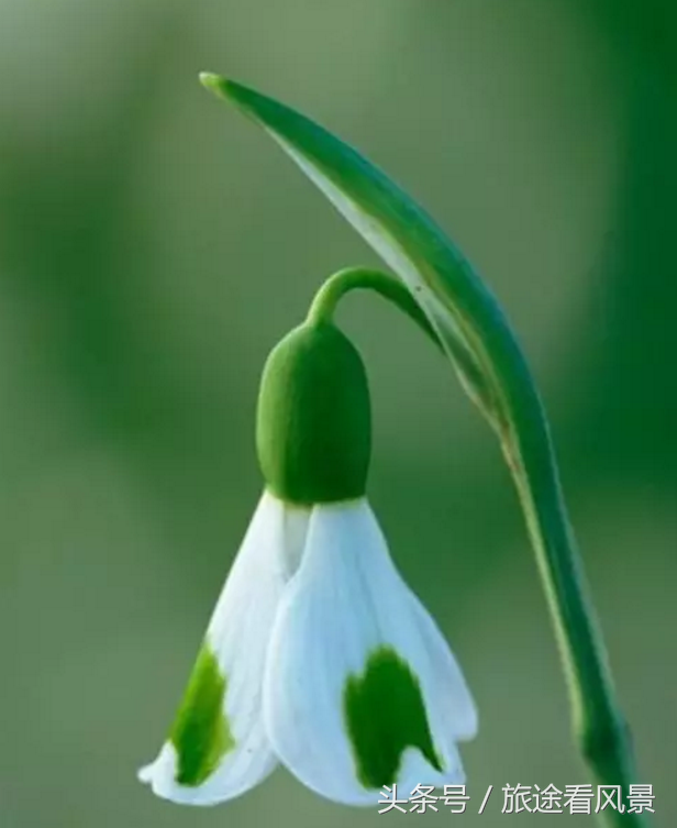 世界上令人惊奇的奇花异草，一辈子没见过几种！