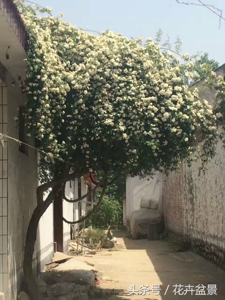 百年的一遇的木香花老桩，盛开如雪，芳香宜人