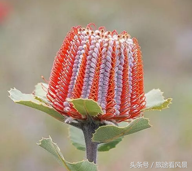 世界上令人惊奇的奇花异草，一辈子没见过几种！