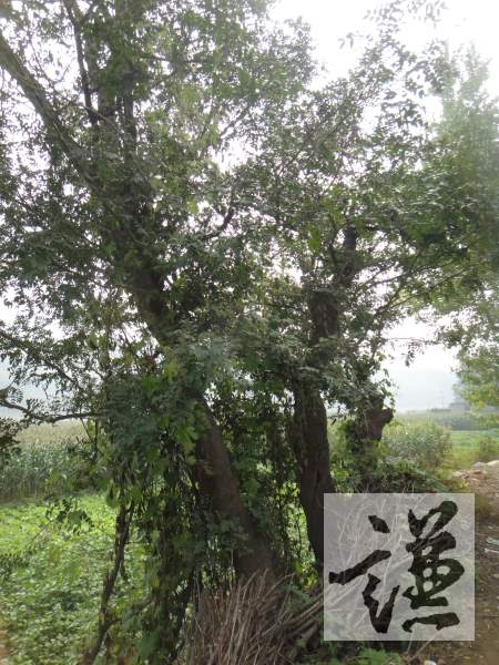 赞皇县王家坪：距离嶂石岩不远的古村落 武衙门曾驻扎