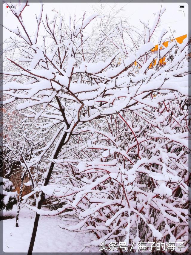 《白雪纷纷何所似？撒盐空中差可拟》雪景之《满树雪花开》