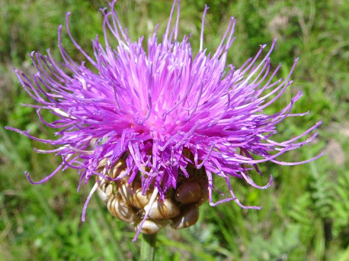 抗氧化,防衰老,用漏芦