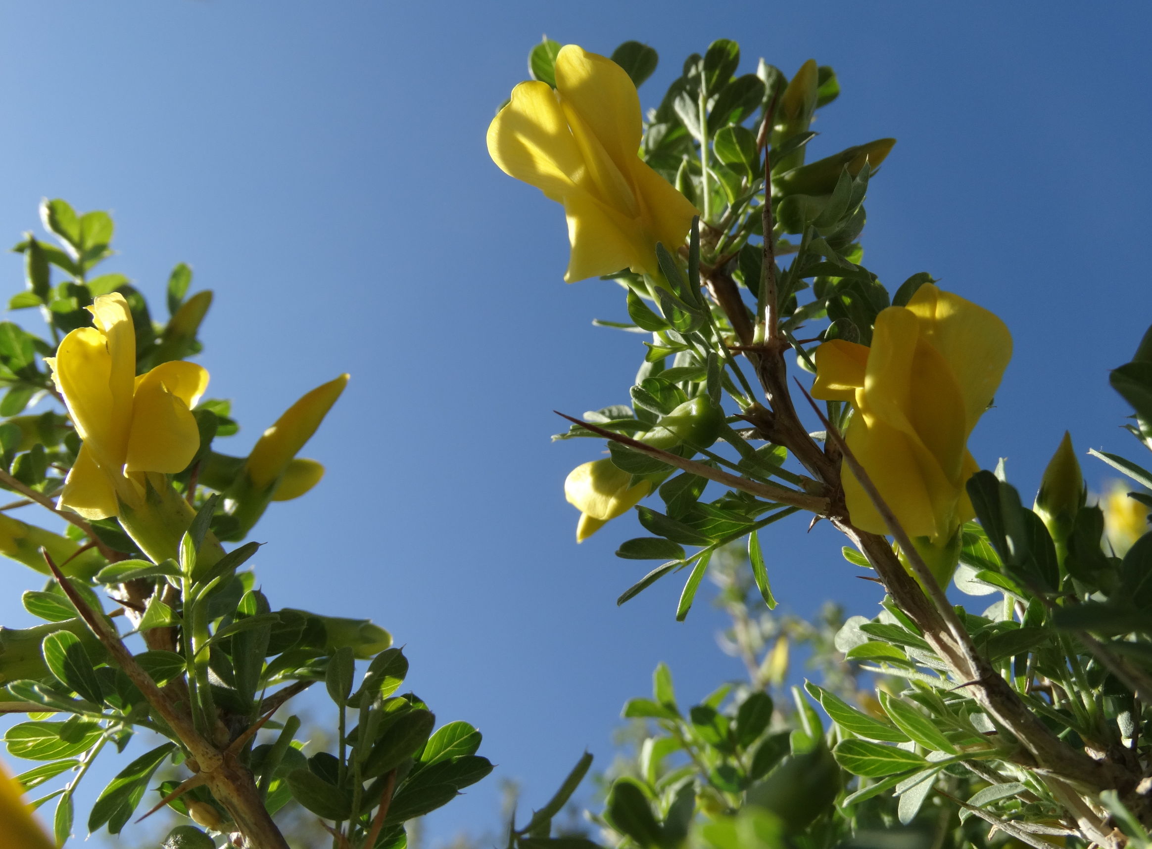 骆驼刺花的功效和作用(关于骆驼刺花的全面解析)