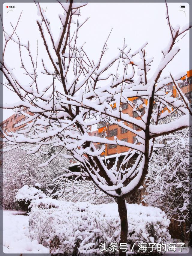 《白雪纷纷何所似？撒盐空中差可拟》雪景之《满树雪花开》