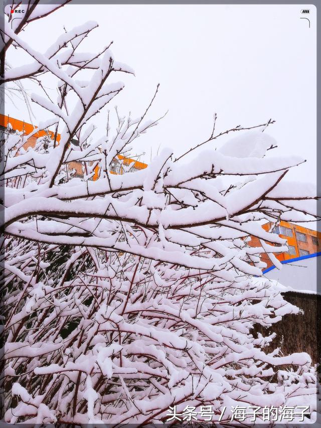 《白雪纷纷何所似？撒盐空中差可拟》雪景之《满树雪花开》