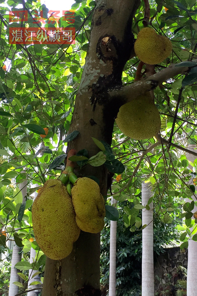 菠萝长在树上还是地上 红毛丹长在树上还是地上-人人投票