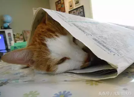 让猫咪乖乖的让主人剪指甲的妙招，学习了