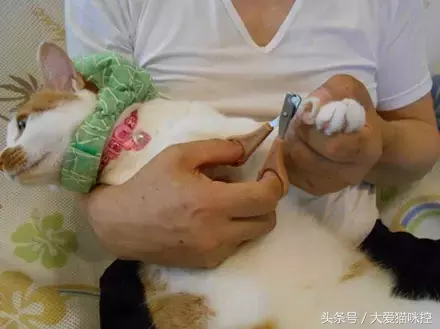 让猫咪乖乖的让主人剪指甲的妙招，学习了