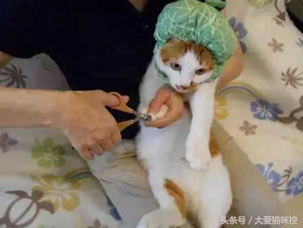 让猫咪乖乖的让主人剪指甲的妙招，学习了