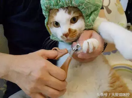 让猫咪乖乖的让主人剪指甲的妙招，学习了