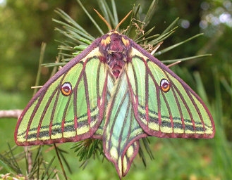 西班牙一位昆虫学家发现了稀有品种的蝴蝶,决定以西班牙女王isabella"