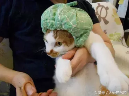 让猫咪乖乖的让主人剪指甲的妙招，学习了