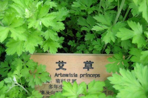 24种可以驱蚊的盆栽植物，现在养起来，过几天正好用得上！