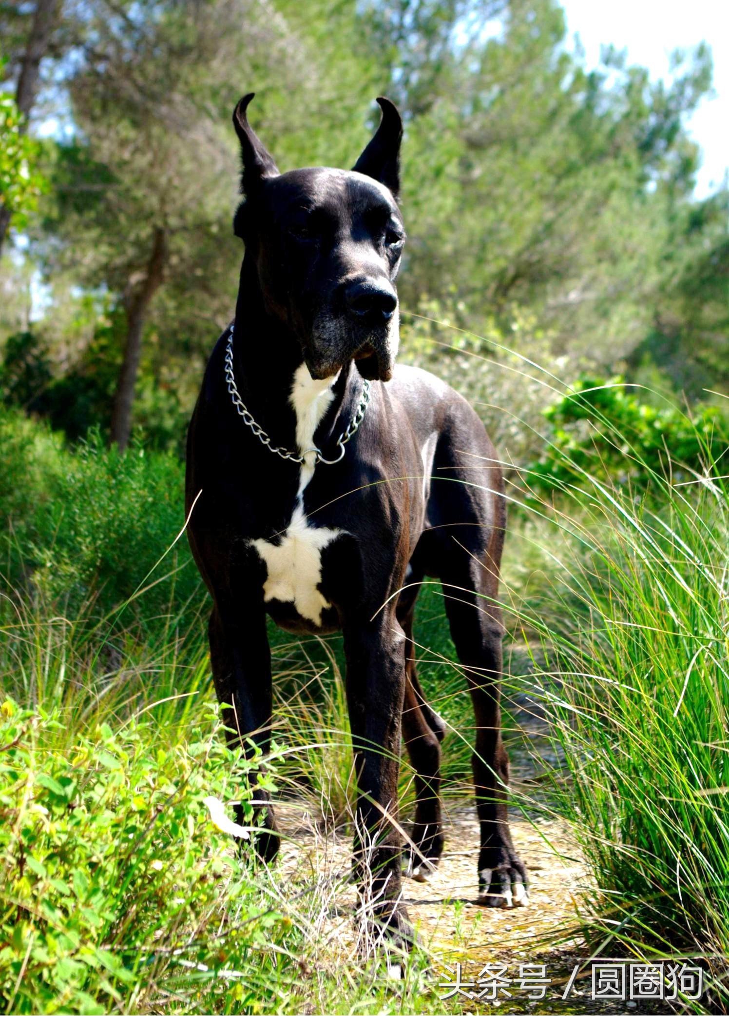 金丹犬(金丹犬属于什么狗)