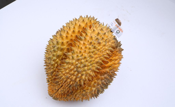 榴蓮熟了會自己裂開嗎（榴蓮熟了都會裂開嗎）