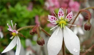 奇花异草，看完倾倒