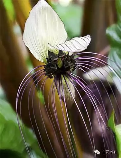 奇花异草，看完倾倒