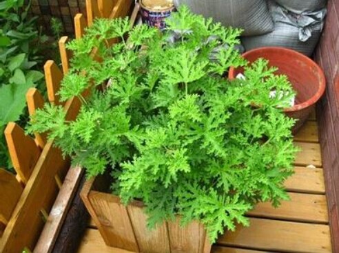 24种可以驱蚊的盆栽植物，现在养起来，过几天正好用得上！
