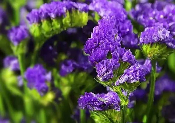 勿忘我花图片 勿忘我图片高清自然-经验帮