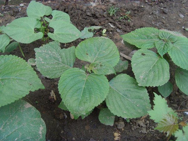 农村野地里的这种植物——紫苏,很多人都不知道它的用处