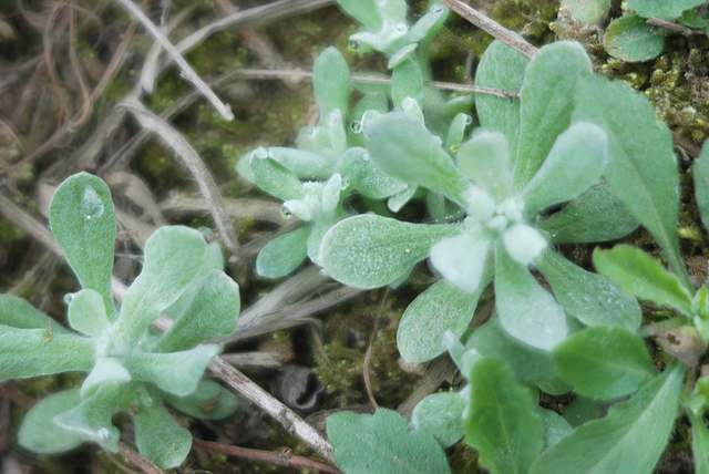 鼠曲草作用鼠曲草的药效