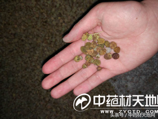 覆盆子又涨价！众多商家抢购原因为何？