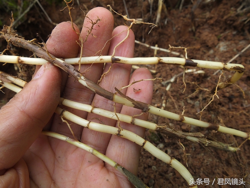 黄茅草图片功效作用图片