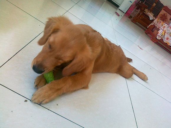 ԳchiƹģʹgouԳƹma-Ʒ