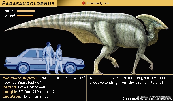 parasaurolophus（会吹笛子的恐龙）