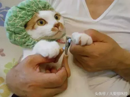 让猫咪乖乖的让主人剪指甲的妙招，学习了