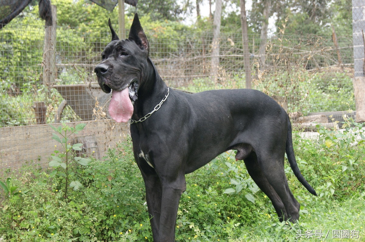 金丹犬(金丹犬属于什么狗)