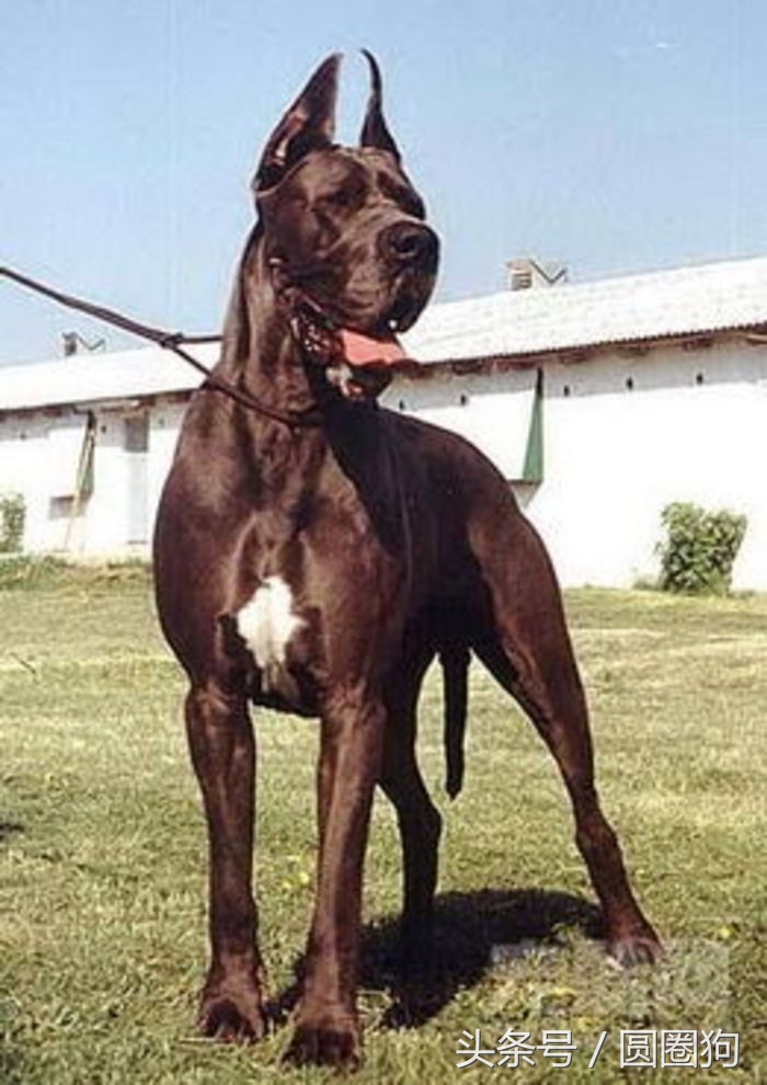 金丹犬(金丹犬属于什么狗)