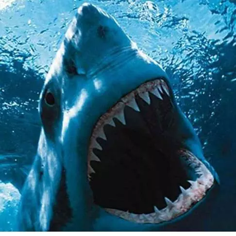 史前大章鱼电影好看吗 _晶羽科技