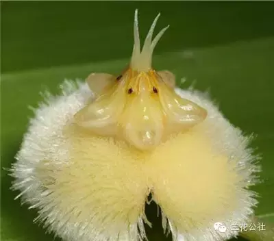 奇花异草，看完倾倒