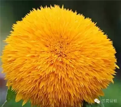 奇花异草，看完倾倒