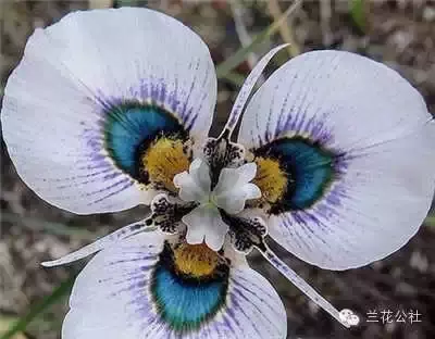 奇花异草，看完倾倒