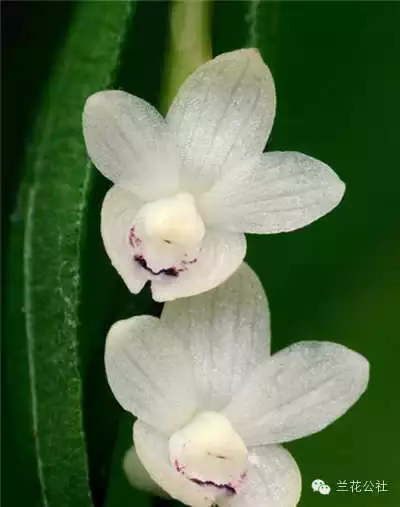 奇花异草，看完倾倒