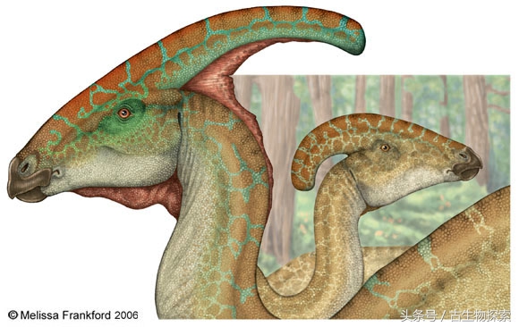 parasaurolophus（会吹笛子的恐龙）