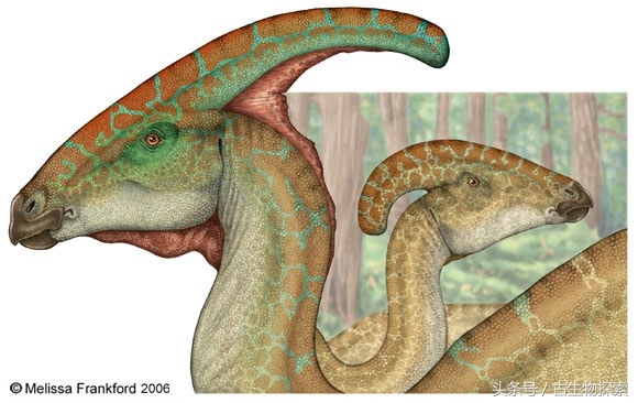 parasaurolophus(会吹笛子的恐龙)