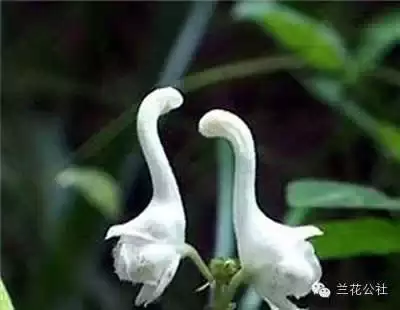 奇花异草，看完倾倒