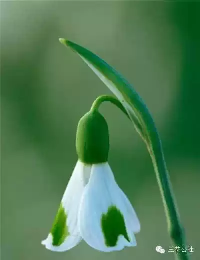 奇花异草，看完倾倒