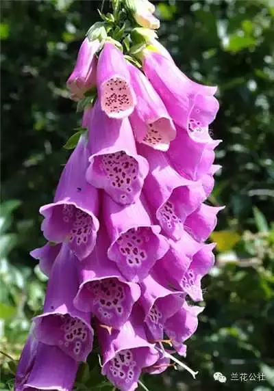 奇花异草，看完倾倒