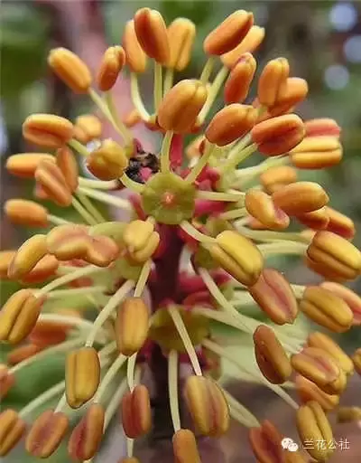 奇花异草，看完倾倒