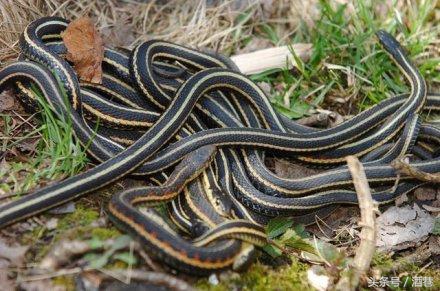 梦见一群蛇,是吉兆还是凶兆?