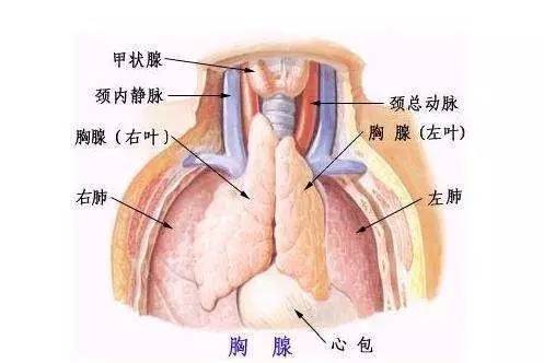 胸腺肽、胸腺五肽、日达仙有啥不一样？副作用大吗？