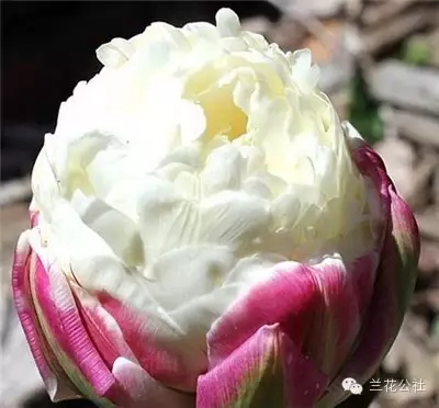 奇花异草，看完倾倒