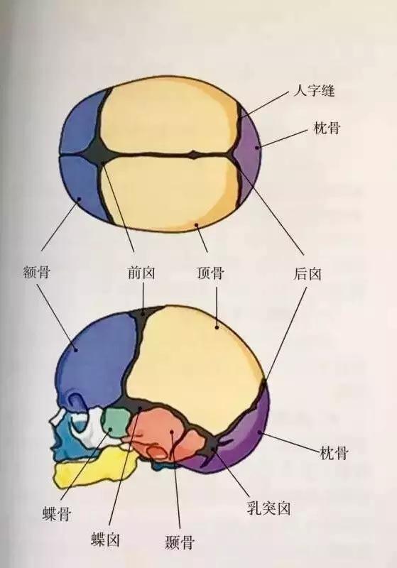 婴儿头骨什么时候闭合（婴儿的囟门多久闭合）