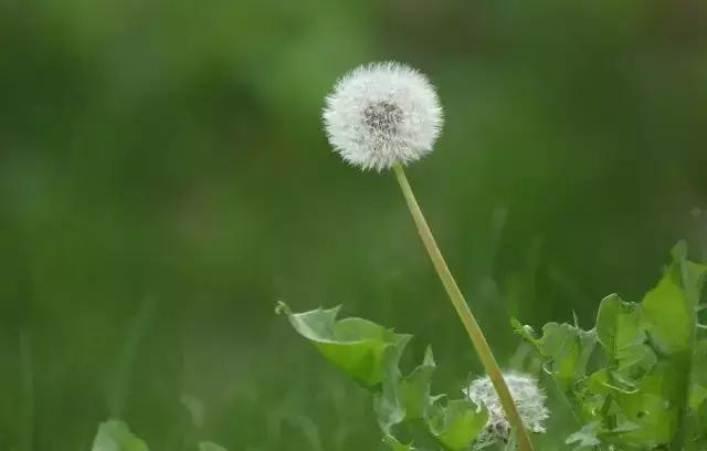 春天的野菜竟然能治病，赶紧收藏！