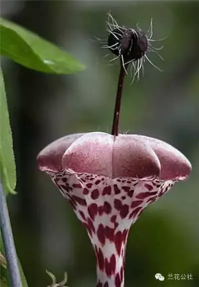 奇花异草，看完倾倒